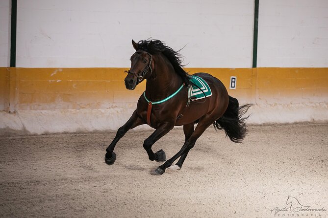 Andalusian Horses and Flamenco show with transportation - Should you book the Andalusian horse and flamenco show?