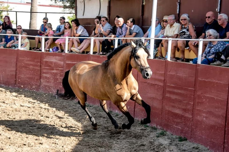 Fuengirola: Spanish Horse Show with Optional Dinner/Flamenco - Key points to know before booking