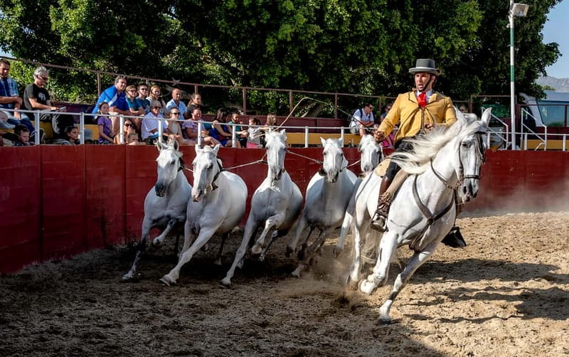 Fuengirola: Spanish Horse Show with Optional Dinner/Flamenco - Dinner in the Sánchez family trophy room