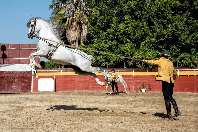 Fuengirola: Spanish Horse Show with Optional Dinner/Flamenco - Getting there by bus from the Costa del Sol