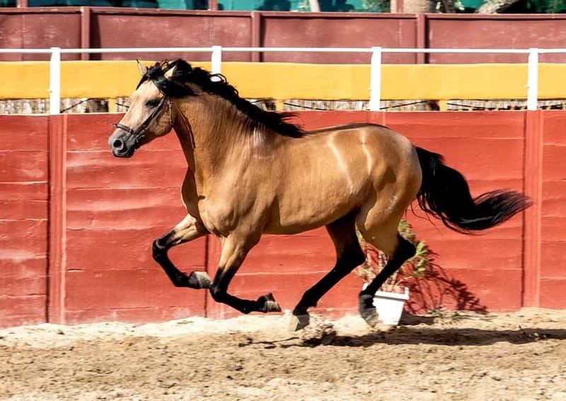 Fuengirola: Spanish Horse Show with Optional Dinner/Flamenco - Value, timing, and the package choice