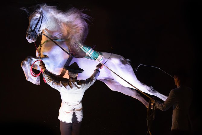 Horse and Flamenco Show in Malaga - Arena Comfort, Seating, and Atmosphere