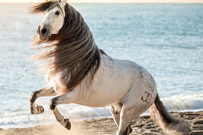 Horse and Flamenco Show in Malaga - Who Will Enjoy This Most?
