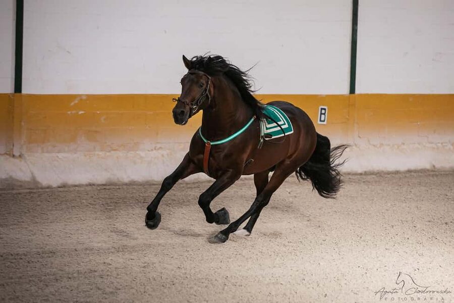 Torremolinos: Spanish horse and flamenco show - Arriving at El Ranchito in Torremolinos