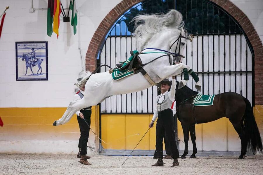 Torremolinos: Spanish horse and flamenco show - The 30-minute stable tour